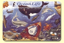 Placemat: Ocean Life
