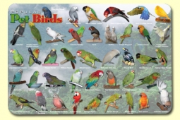 Popular Pet Birds Placemat
