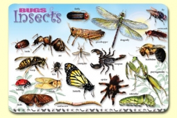 Placemat: Bugs & Insects